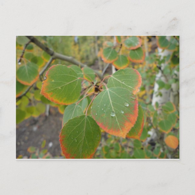 Carte Postale feuille verte rouge de tremble (Devant)
