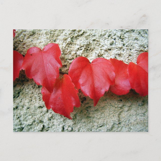 Carte postale Feuille Virginia Creeper (Devant)