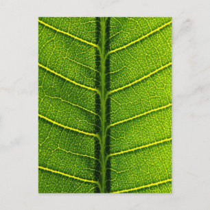 Carte Postale feuilles