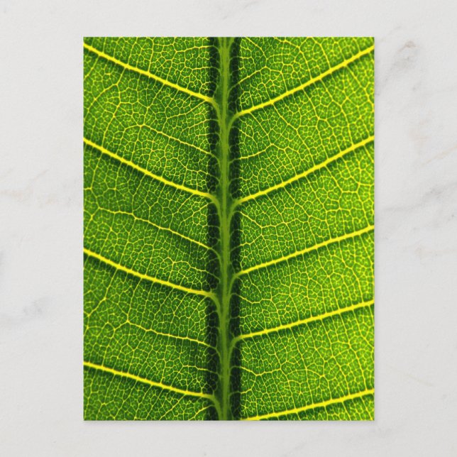 Carte Postale feuilles (Devant)