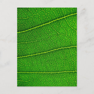 Carte Postale feuilles
