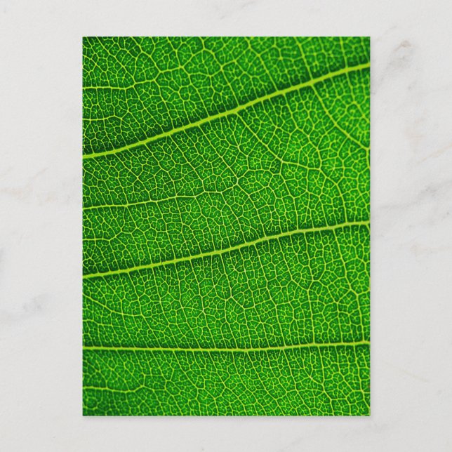 Carte Postale feuilles (Devant)