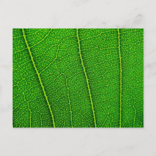 Carte Postale feuilles