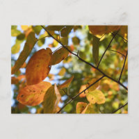 Feuilles automnales Feuilles d'automne Feuilles Sk