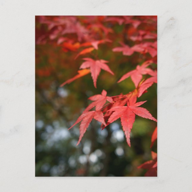 Carte postale Feuilles Automne (Devant)