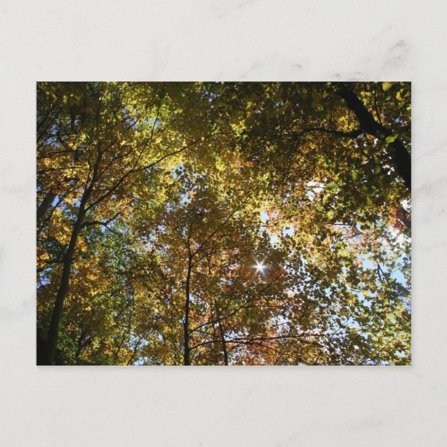 Carte postale Feuilles Automne (Devant)