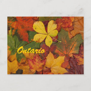 Carte postale Feuilles Automne Ontario