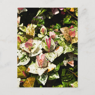 Carte Postale Feuilles bigarrées colorées à Athènes