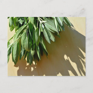 Carte Postale Feuilles botaniques vertes élégantes Herbes fraîch