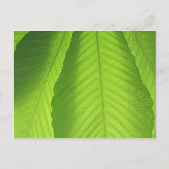 Carte Postale Feuilles Buckeye (Devant)