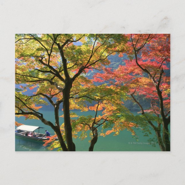 Carte Postale Feuilles colorées (Devant)