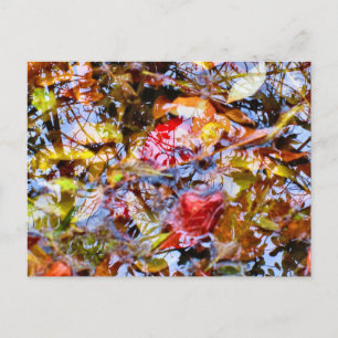 Carte Postale Feuilles colorés Formes Arbre Réflexions dans l'ea