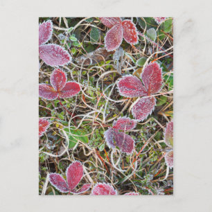 Carte Postale Feuilles couvertes de givre, Canada