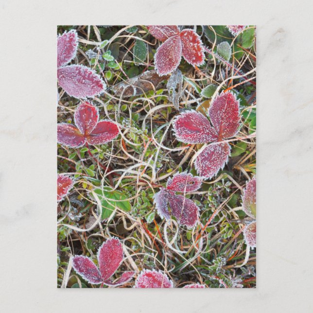 Carte Postale Feuilles couvertes de givre, Canada (Devant)