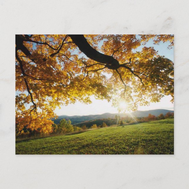 Carte Postale Feuilles d'automne (Devant)