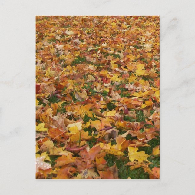 Carte Postale Feuilles d'automne (Devant)