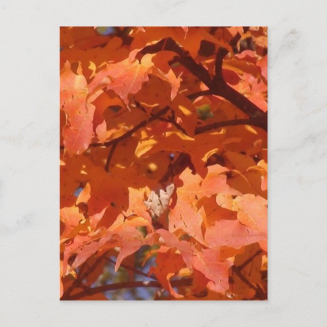Carte Postale Feuilles d'automne (Devant)