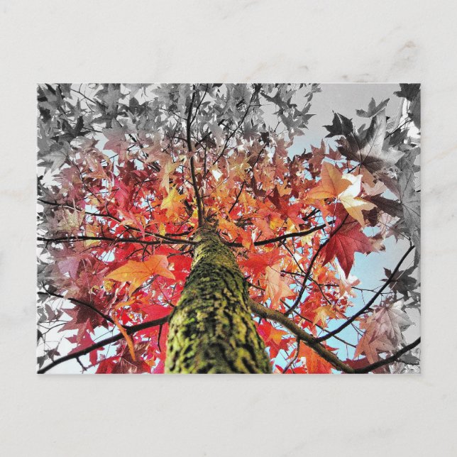 Carte Postale feuilles d'automne (Devant)