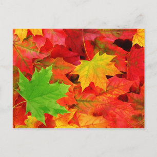 Carte Postale Feuilles d'automne