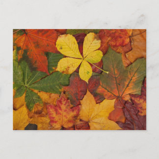 Carte Postale Feuilles d'automne
