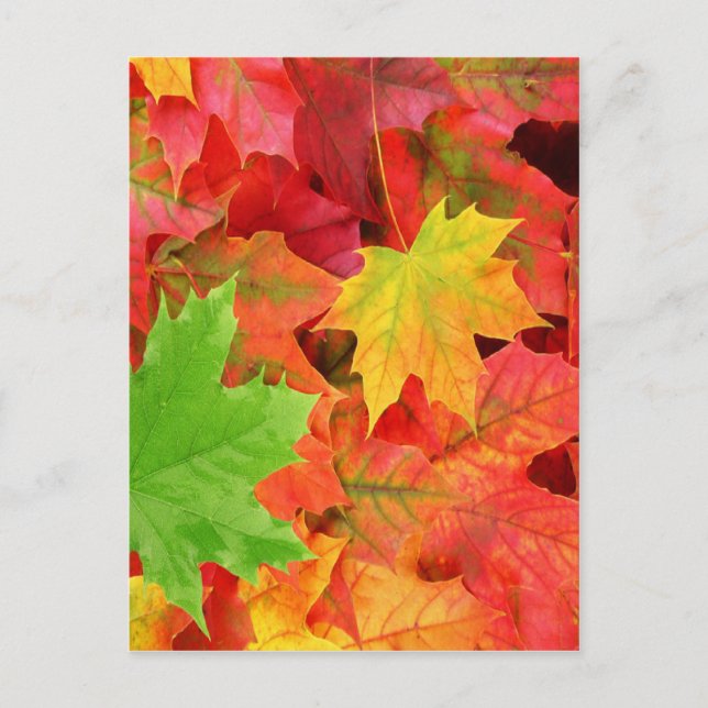 CARTE POSTALE FEUILLES D'AUTOMNE (Devant)