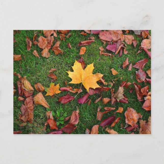 Carte Postale Feuilles d'automne (Devant)