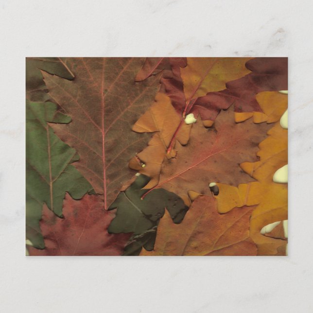 Carte Postale Feuilles d'automne (Devant)