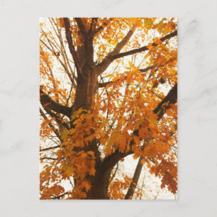Carte Postale Feuilles d'automne