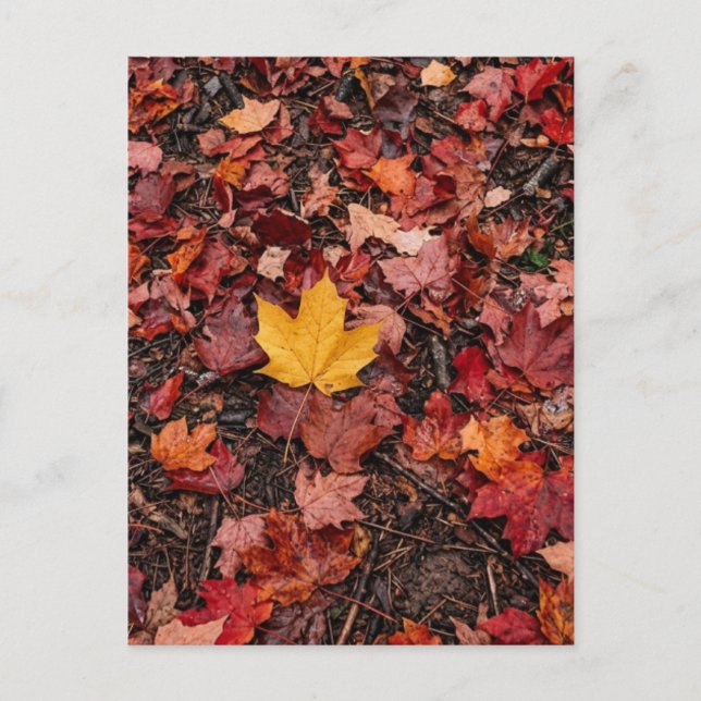 Carte Postale Feuilles d'automne  (Devant)