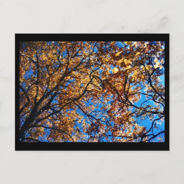 Carte Postale Feuilles d'automne (Devant)