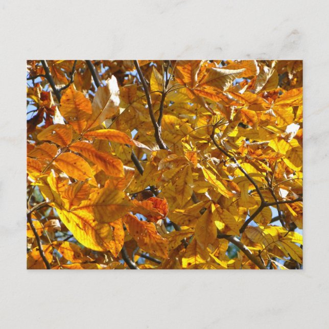 Carte Postale Feuilles d'automne Cadeaux dorés Vêtements Article (Devant)