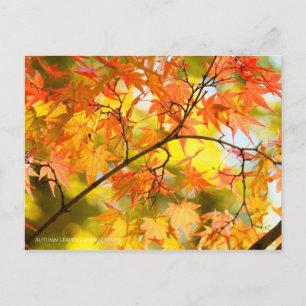 Carte Postale Feuilles d'automne [Carte postale]