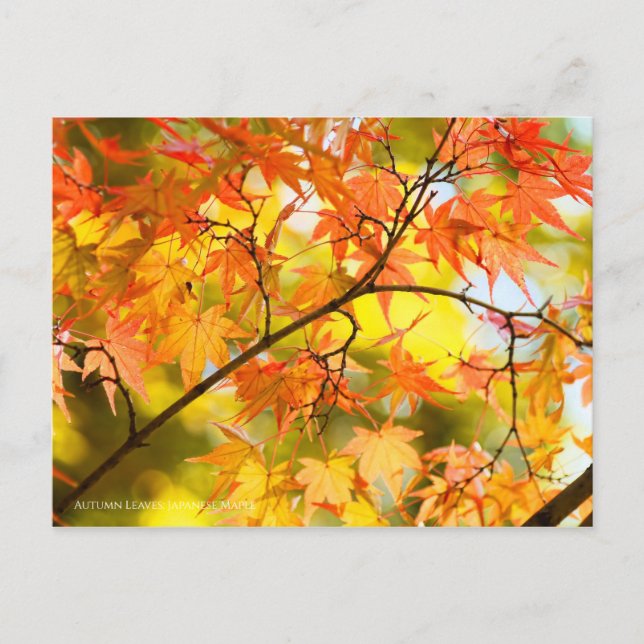 Carte Postale Feuilles d'automne [Carte postale] (Devant)