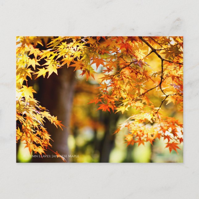 Carte Postale Feuilles d'automne [Carte postale] (Devant)