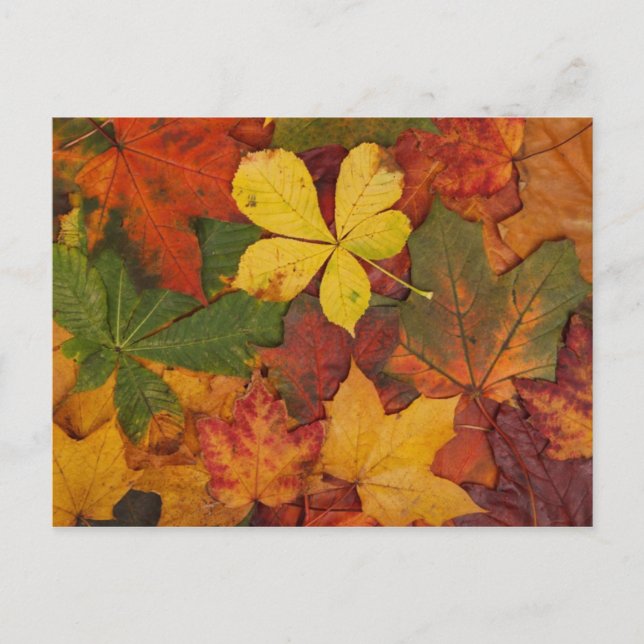 Carte postale Feuilles d'automne colorées (Devant)