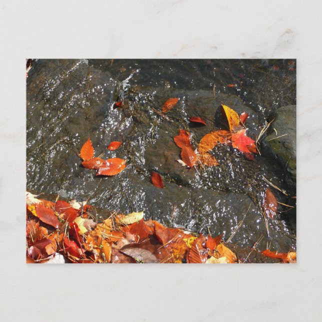 Carte Postale Feuilles d'automne dans la cascade I Photographie  (Devant)
