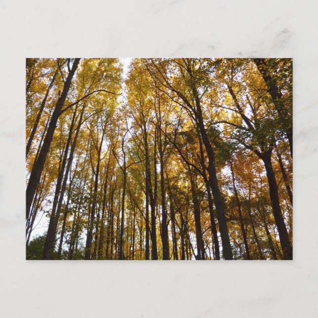 Carte Postale Feuilles d'automne dans le matin Maryland Nature (Devant)