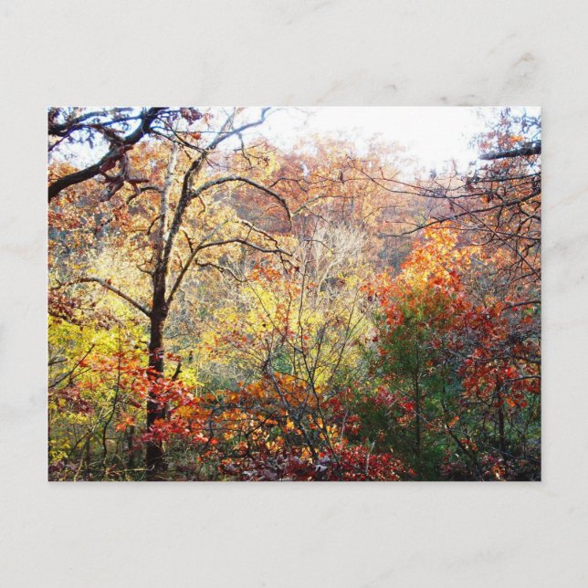 Carte Postale Feuilles d'automne dans le Missouri (Devant)