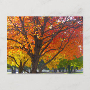 Carte Postale Feuilles d'automne de la photo jaune et orange