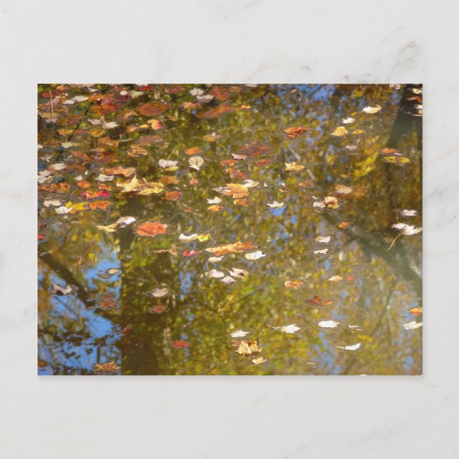 Carte Postale Feuilles d'automne et réflexion sur le cours d'eau (Devant)