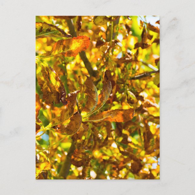 Carte Postale Feuilles d'automne motif (Devant)