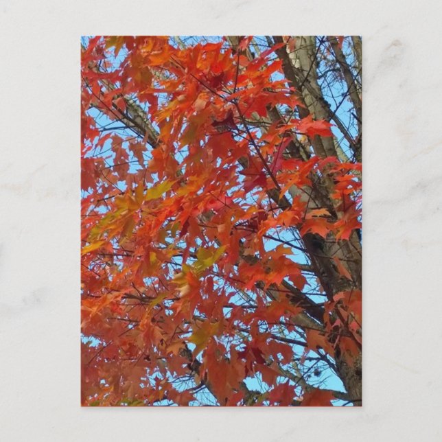 Carte Postale Feuilles d'automne rouges (Devant)