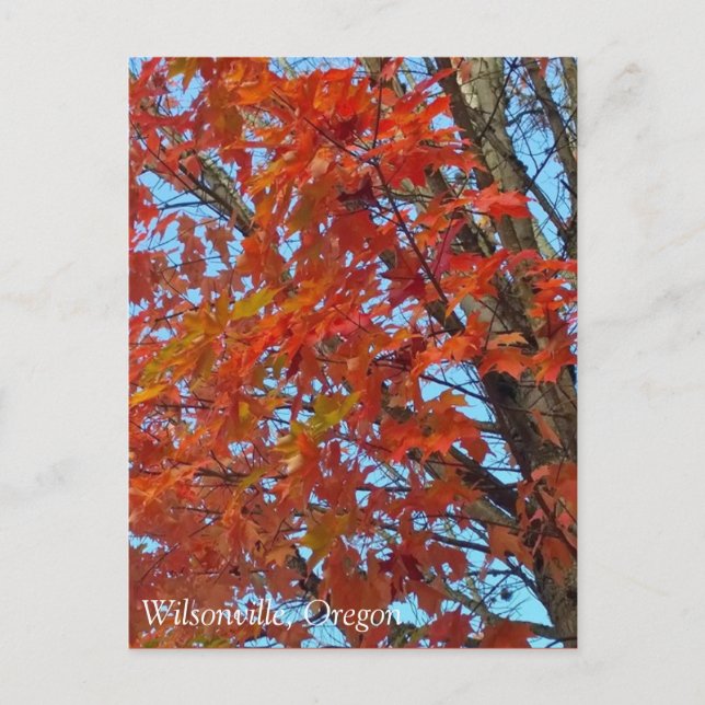 Carte Postale Feuilles d'automne rouges (Devant)