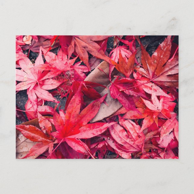Carte Postale Feuilles d'automne rouges (Devant)