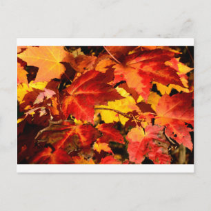 Carte Postale Feuilles d'automne rouges feuilles jaunes rouges
