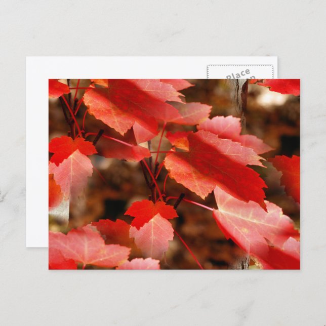 Carte Postale Feuilles d'automne rouges Photographie de la natur (Devant / Derrière)