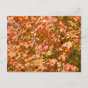 Carte Postale Feuilles D'Automne Sur Un Paysage D'Arbre