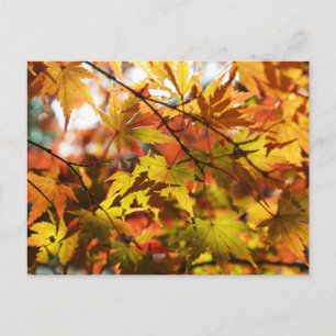 Carte Postale Feuilles d'automne : Tokyo