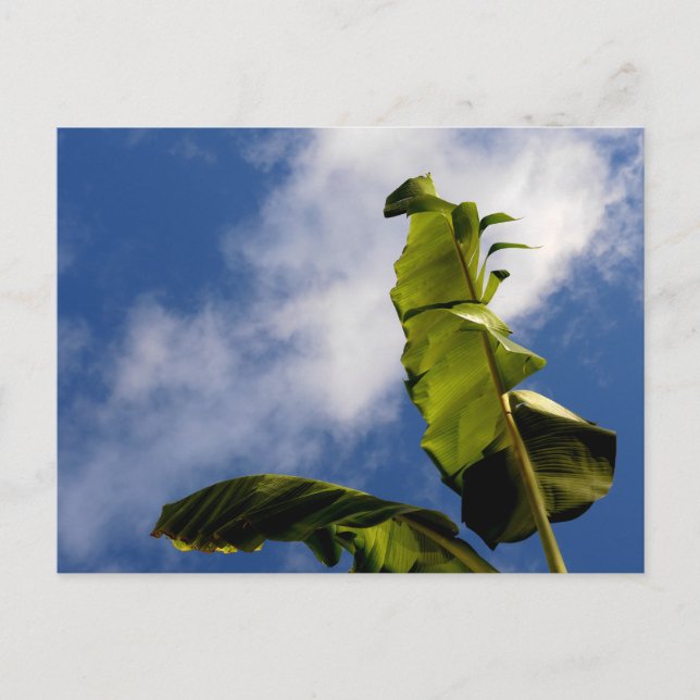 Carte Postale Feuilles de bananier (Devant)
