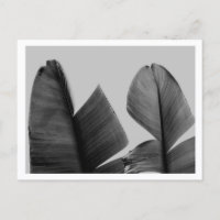Feuilles de bananier en noir et blanc